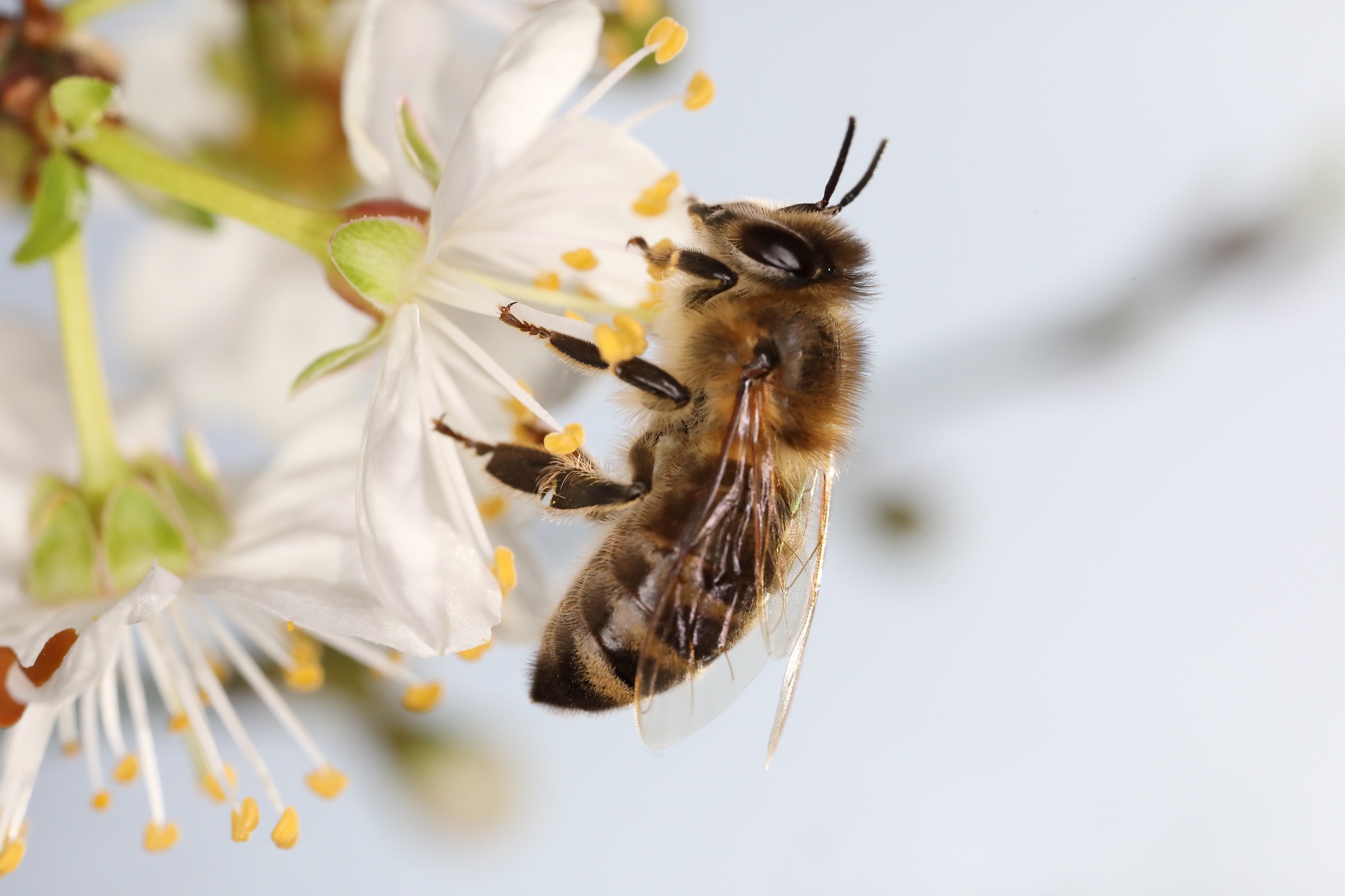 Biene auf einer Marillenblüte