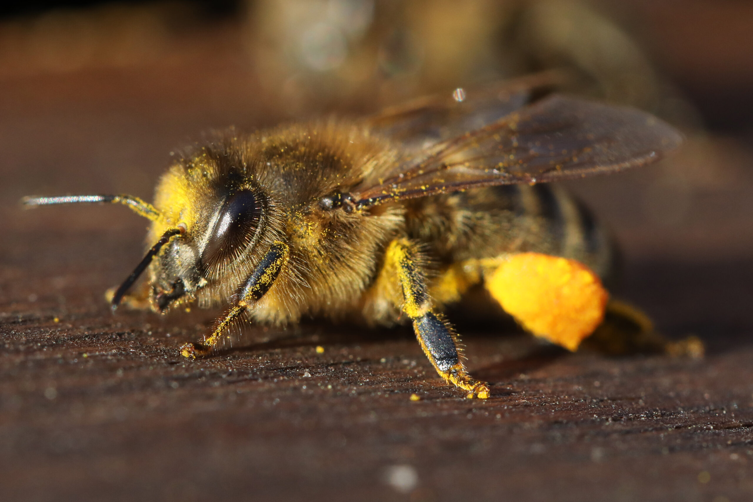 Das Bienenjahr (Langversion)