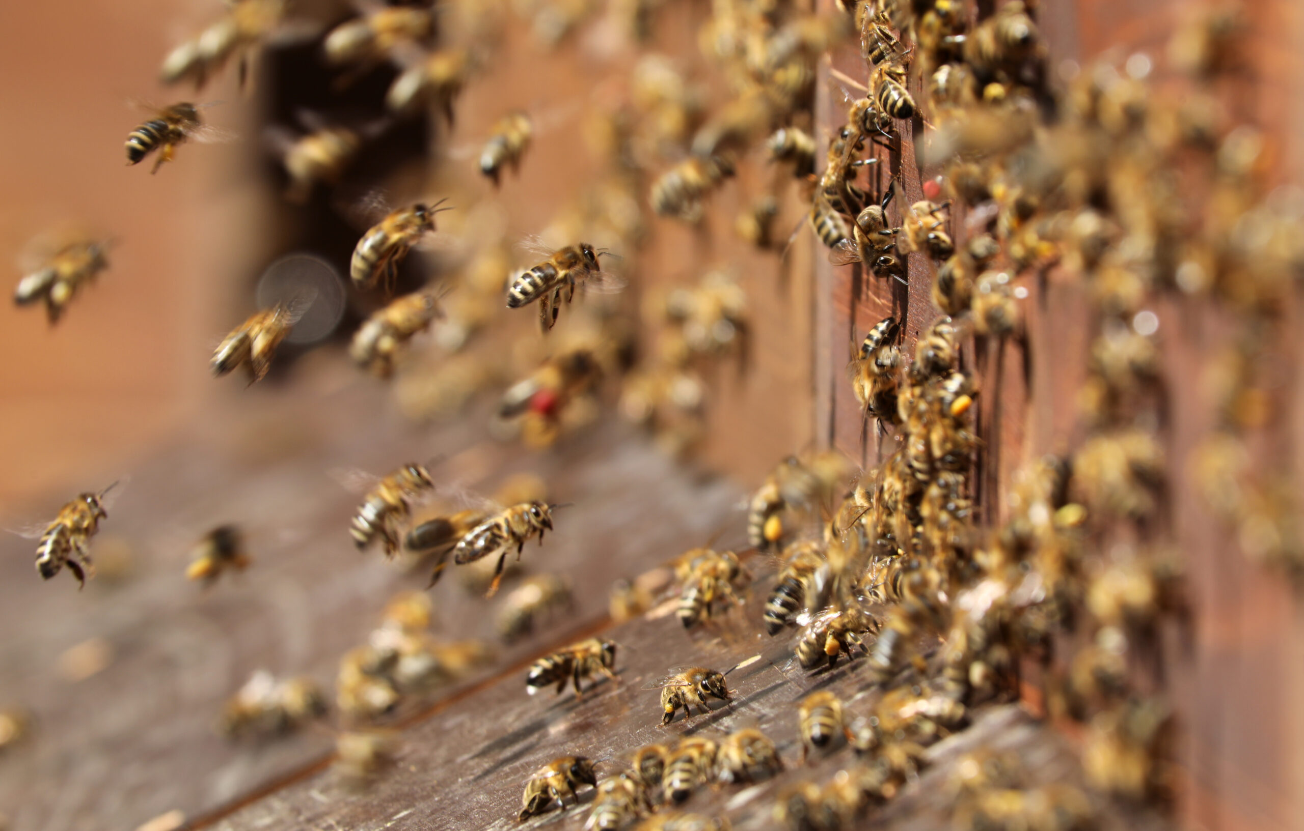 Das Bienenjahr (Kurzversion)