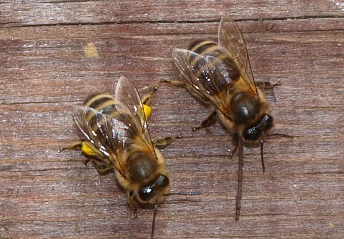 Bienenkunde