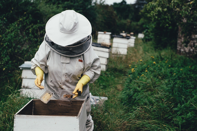  Meldepflicht für Bienenhaltung
