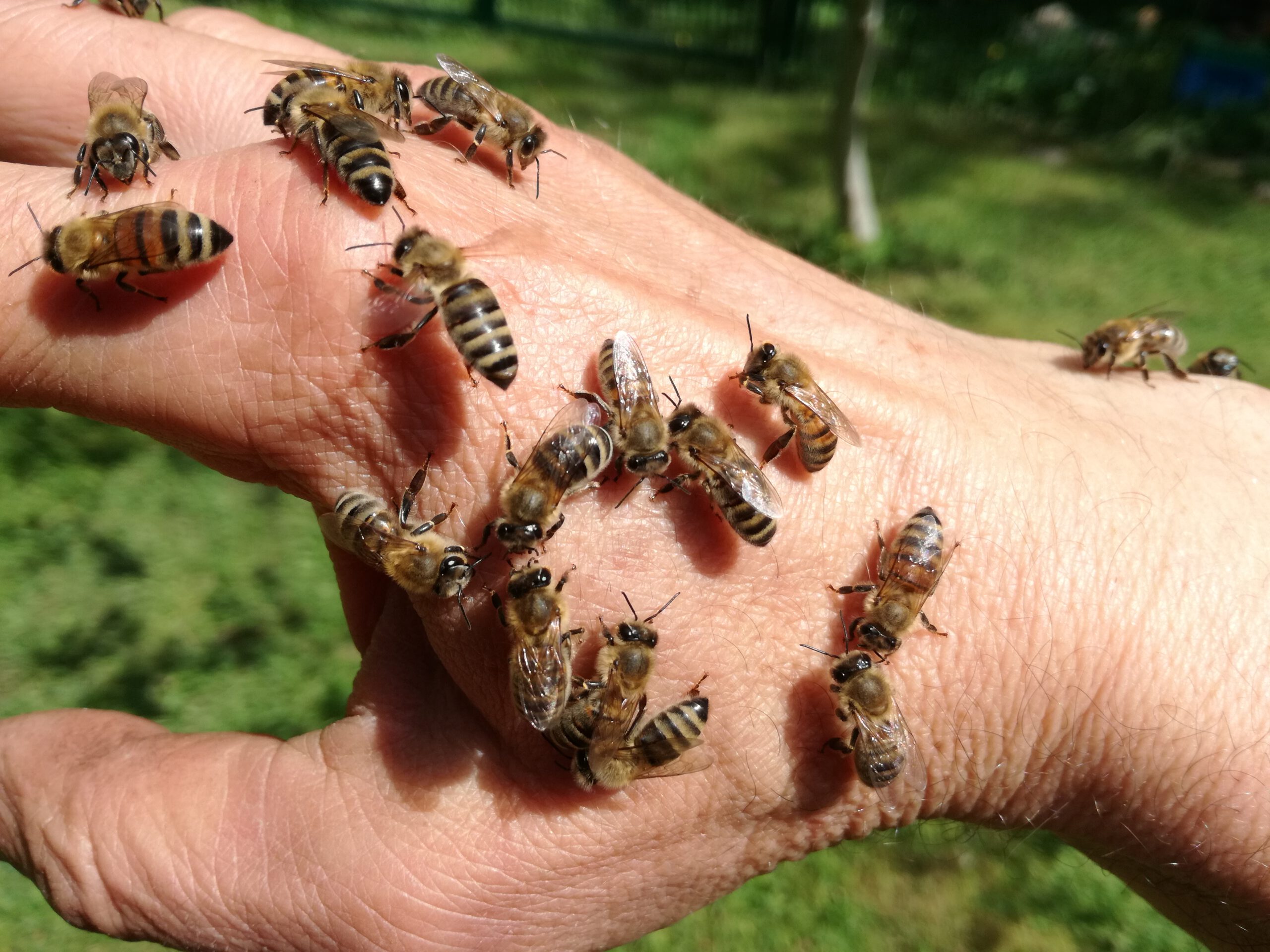 Bienen auf der Hand