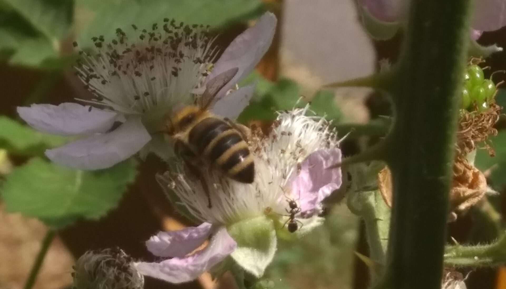 Biene auf der Brombeerblüte