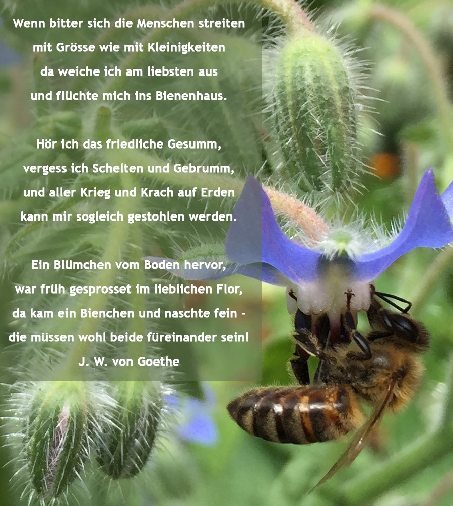 Bienengedicht von Johann Wolfgang von Goethe