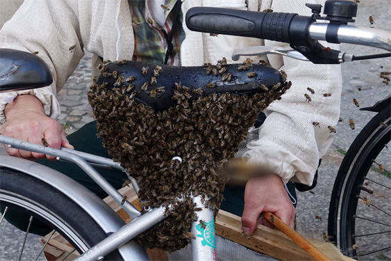 Die Bienen sind weg