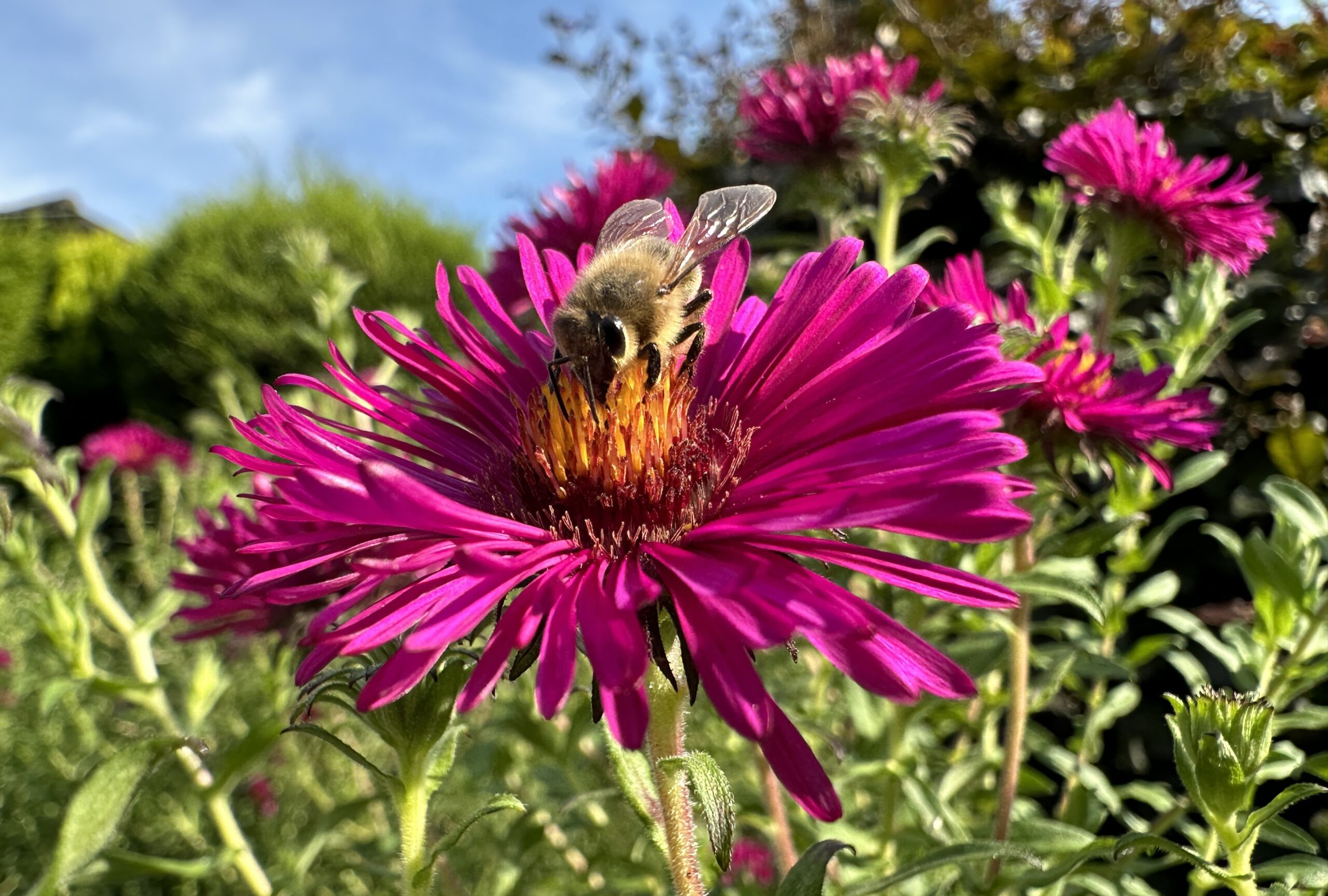 Asterblüte mit Biene